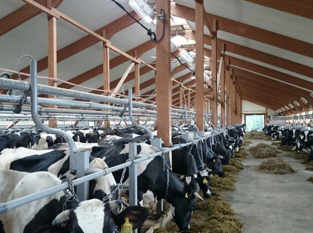 Российские фермеры, которые занимаются агротуризмом, начали создавать отели на базе коровников, рассказала министр сельского хозяйства Оксана Лут в ходе…