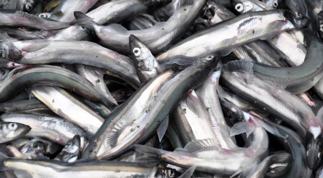 Оптовая стоимость атлантической мойвы в центральной части России на 8 июня составила 210 руб./кг, увеличившись с начала года в 2,88 раза, следует из данных…