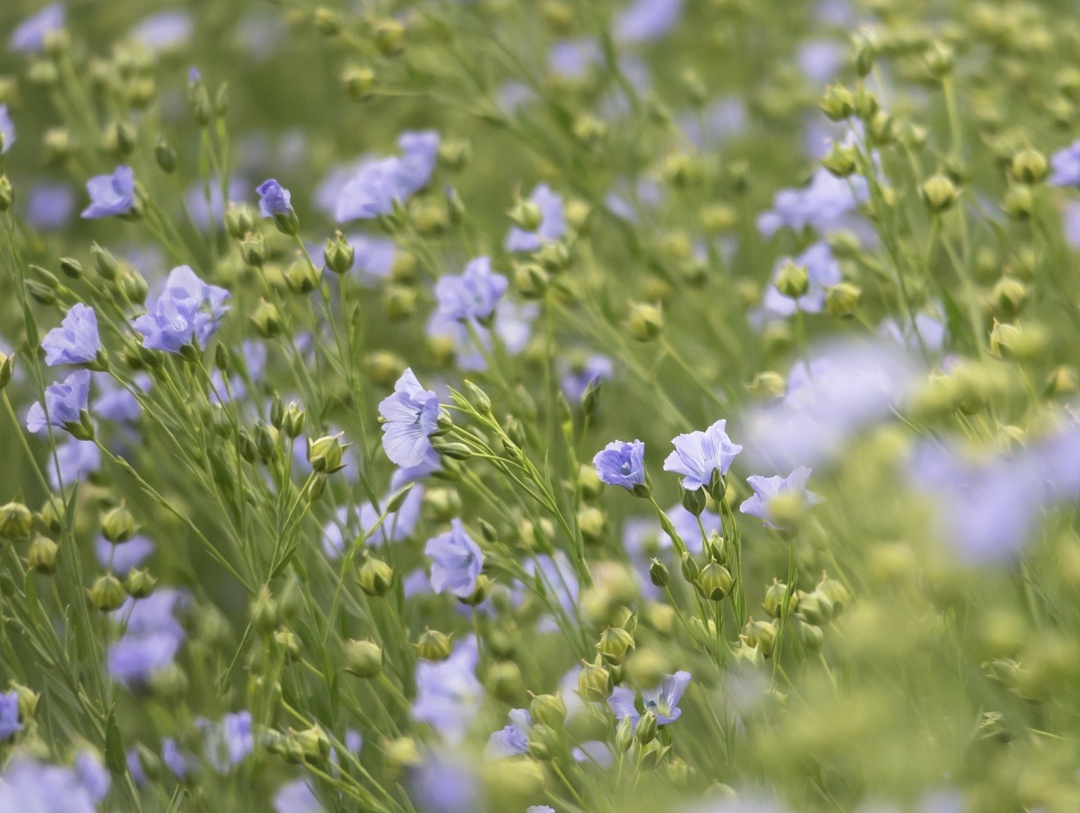 За январь-апрель Китай закупил в России около 391 тыс. т маслосемян льна на $197 млн. За этот же период прошлого года объем закупок составил около 267 тыс. т…