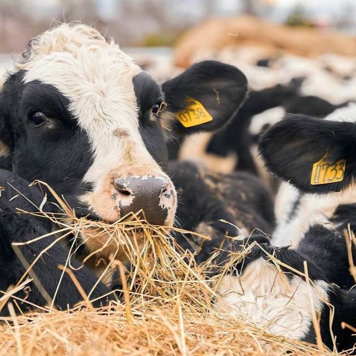 «Хотим быть примером для других хозяйств» – ферма Цветковых