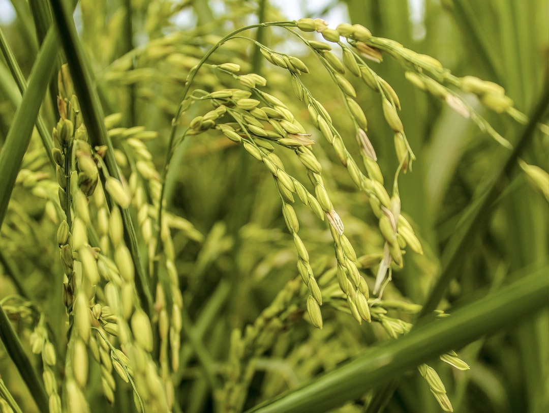 Сельхозпроизводители не видят смысла наращивать площади под рисом, просом и гречихой из-за малопривлекательных цен