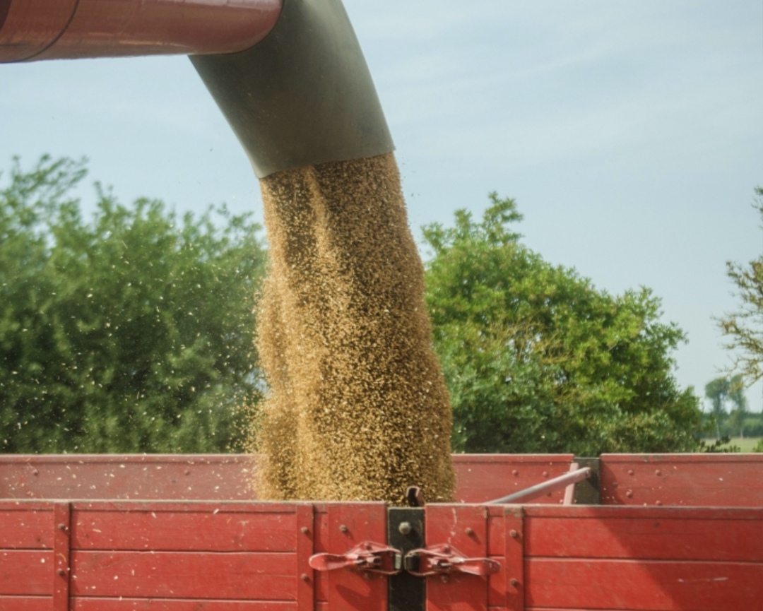 Минсельхоз США в июньском обзоре сохранил прогноз экспорта пшеницы из России в 2025/26 сельхозгоду на уровне 45 млн т (здесь и далее – без учета Крыма и новых…