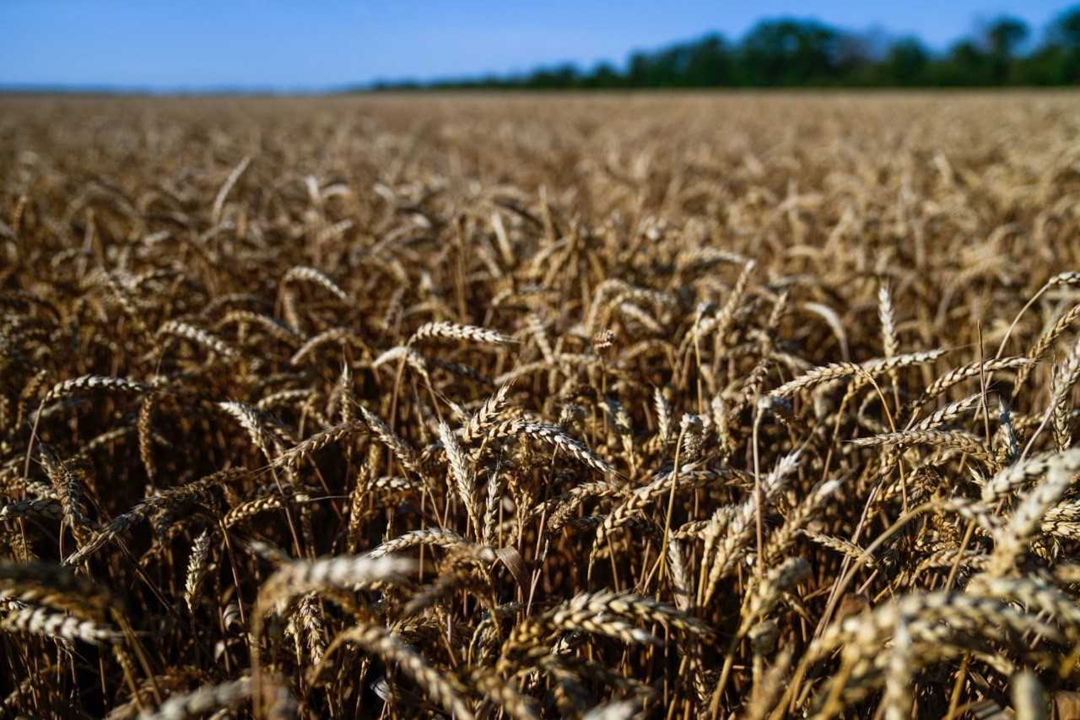 Агрохолдинг «Степь» сообщил, что проводит селекционные испытания нового сорта озимой пшеницы