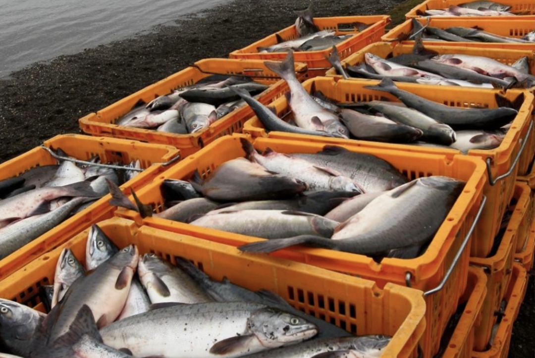 Ученые не видят оснований для рекордных уловов лососевых видов рыб в России в ближайшие 10-15 лет, рассказал в интервью ТАСС президент Всероссийской ассоциации…