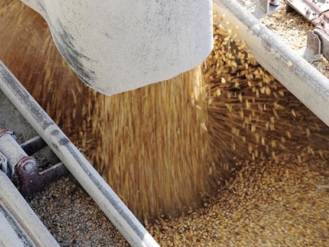 С 1 по 15 июня Россия поставила на экспорт 565 тыс. т пшеницы – в 4,8 раза меньше, чем за аналогичный период прошлого года, когда было отгружено 2,7 млн т,…