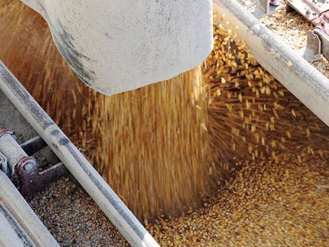 С 1 по 15 июня Россия поставила на экспорт 565 тыс. т пшеницы – в 4,8 раза меньше, чем за аналогичный период прошлого года, когда было отгружено 2,7 млн т,…