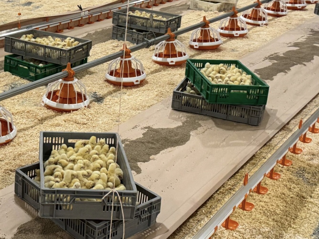 В рамках проекта агрохолдинга «Русское поле» по развитию сотрудничества с фермерами в Нижегородской области открыто три новых птичника, сообщила пресс-служба…