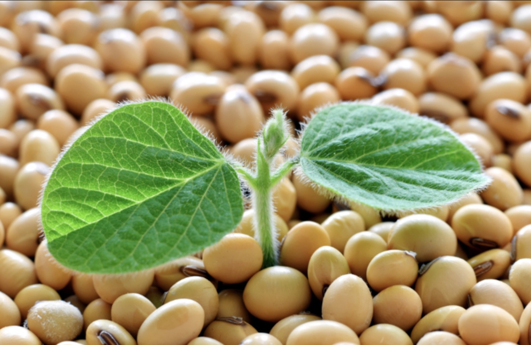 Правительство разрешило ввоз ГМО-сои при условии, что произведенные из нее корма будут направляться на экспорт.