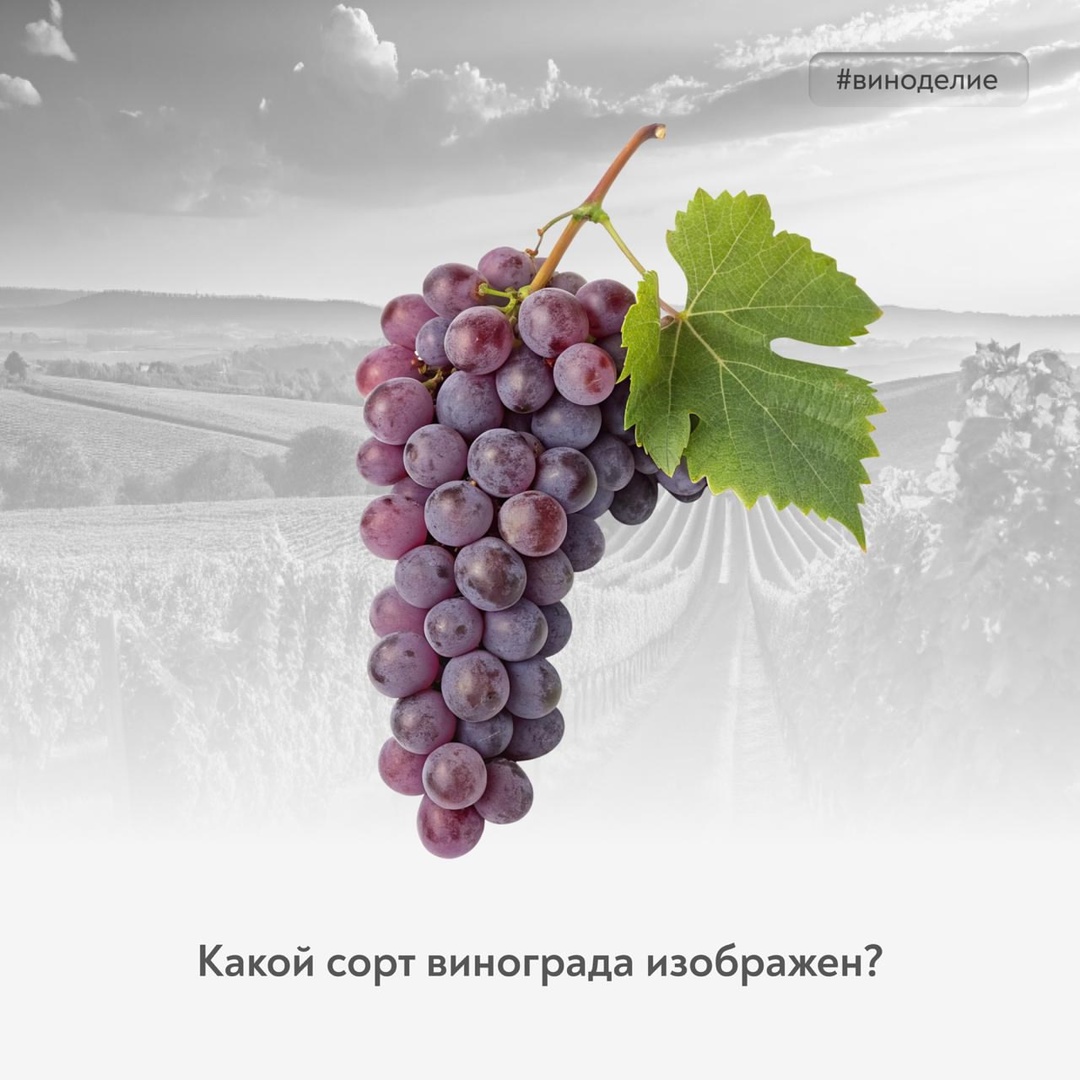 Он не любит одиночество Сегодня в рубрике #винный_квиз автохтон, который прекрасно звучит в дуэте. Его характер тонкий, капризный и поэтичный.