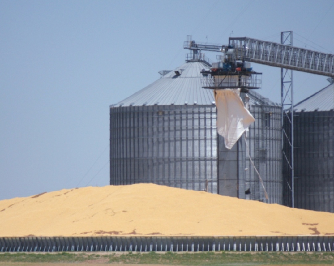 На прошлой неделе цены спроса на российскую пшеницу с протеином 12,5% с поставкой в июле продолжили падать и снизились на $5, до $220-223/т FOB, сообщил…