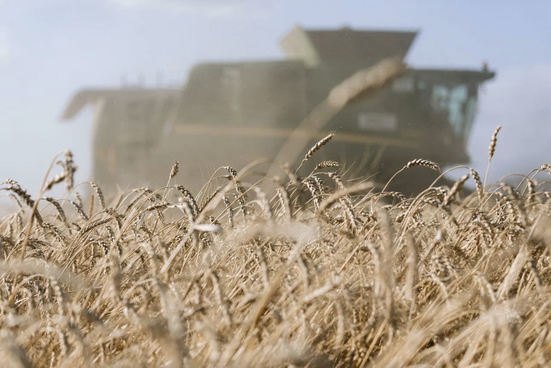 Краснодарский край на этой неделе приступит к массовой уборке зерновых, в отдельных хозяйствах уже начали убирать ячмень, сообщила пресс-служба администрации…