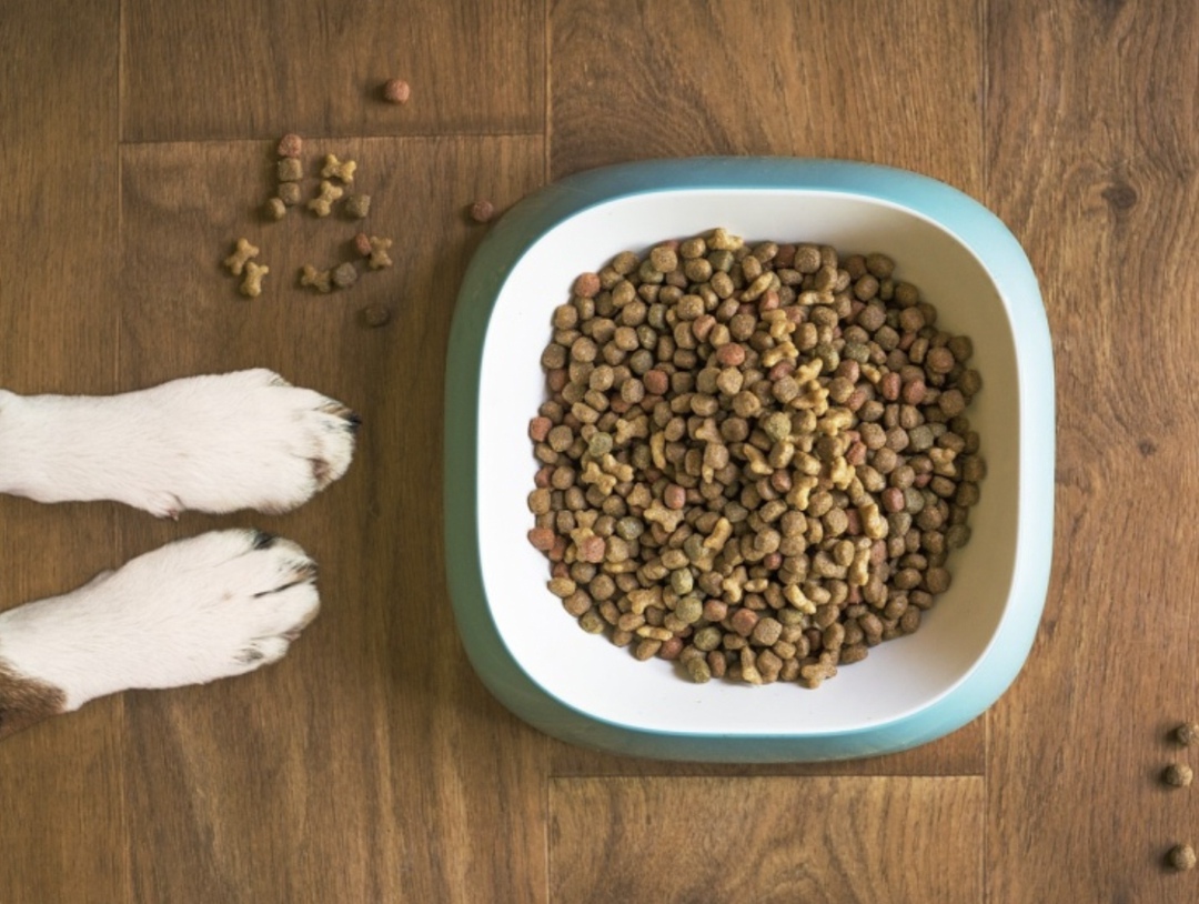 Курс на премиум и альтернативный белок. Что происходит с кормами для домашних питомцев в России. Мнение генерального директора ГК «Талина» Марины Маркиной.