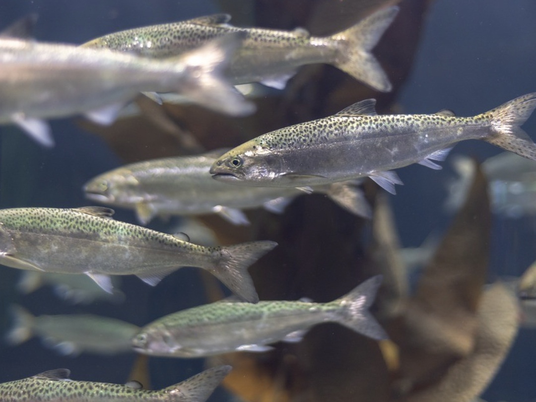 Рыбная отрасль работает в штормовых условиях, и главная проблема — стремительный рост задолженности по кредитам и займам, рассказал в интервью ТАСС президент…