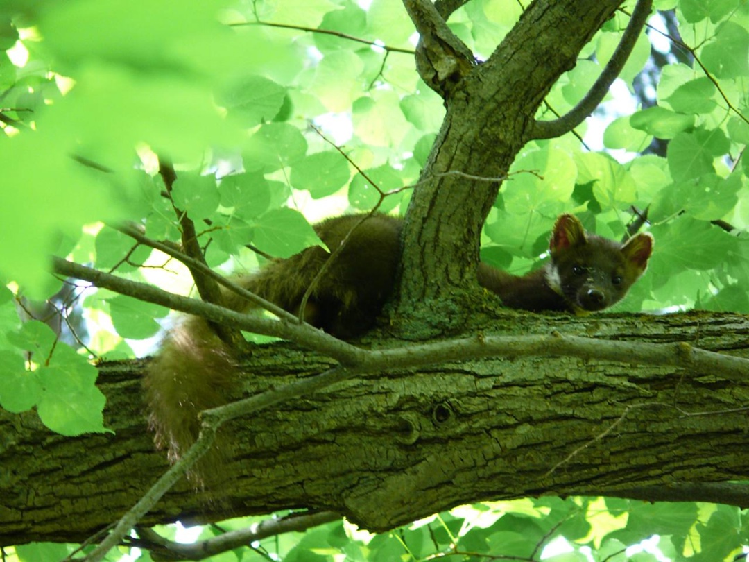 «Татнефть» приобрела 12 фотокамер для «Нижней Камы»