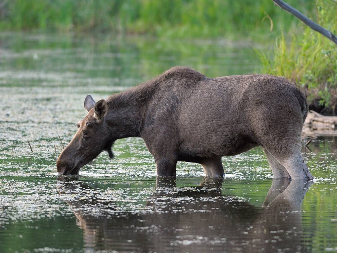 «Татнефть» приобрела 12 фотокамер для «Нижней Камы»
