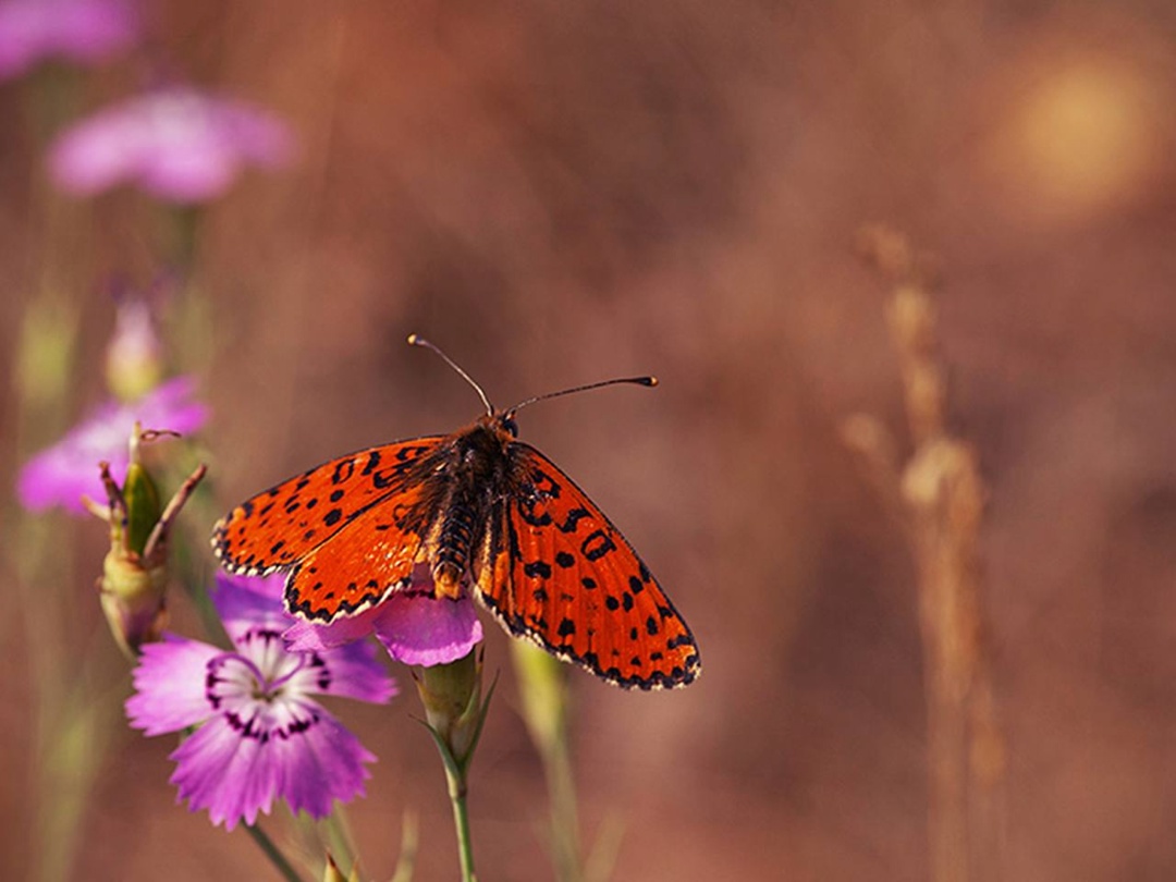 «Татнефть» приобрела 12 фотокамер для «Нижней Камы»