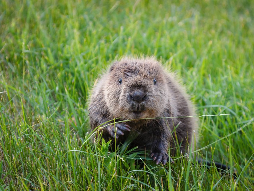 «Татнефть» приобрела 12 фотокамер для «Нижней Камы»