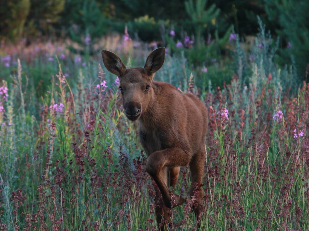 «Татнефть» приобрела 12 фотокамер для «Нижней Камы»