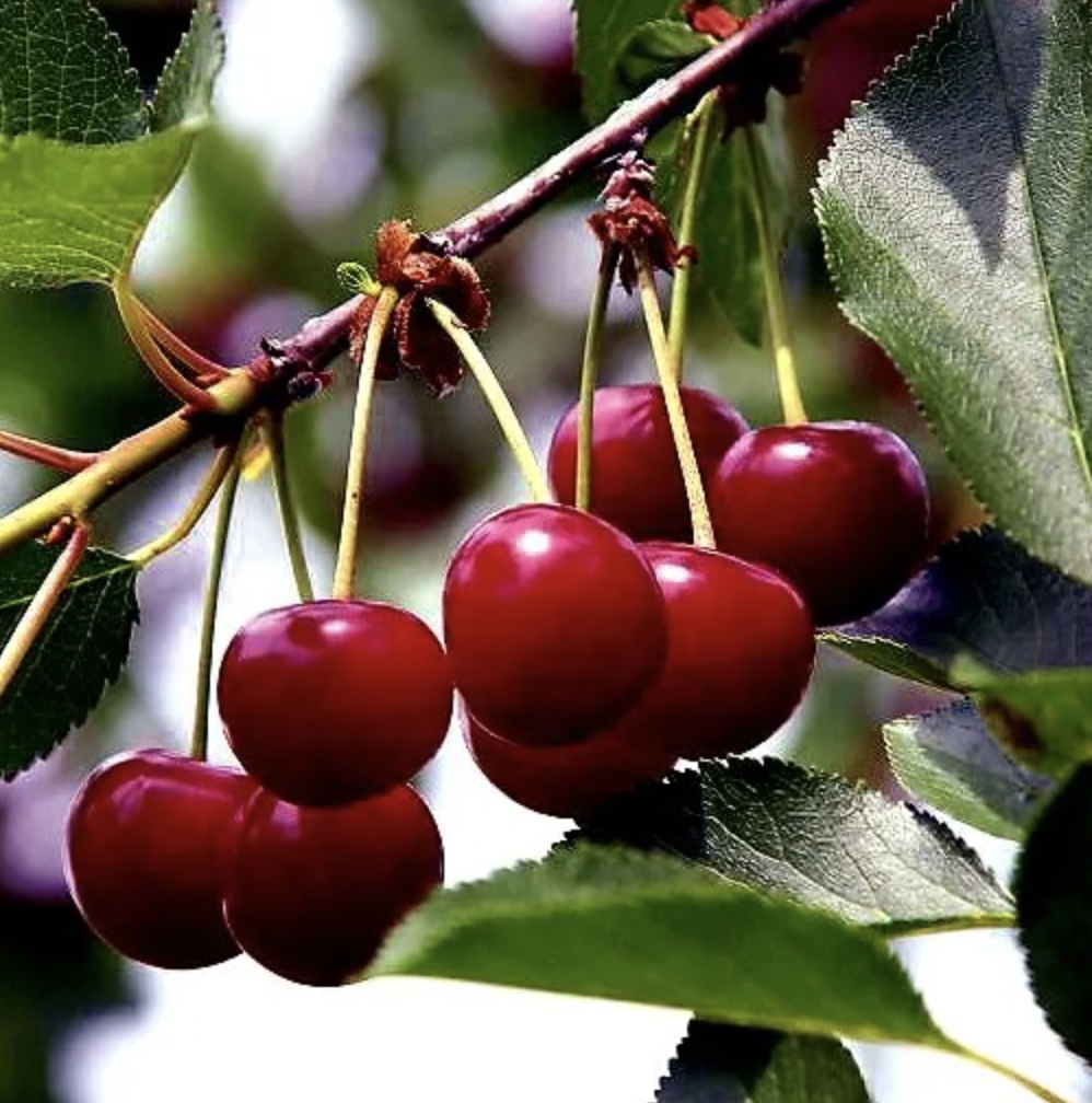 Заморозки и град, прошедшие весной в Ставропольском крае, уничтожили половину прогнозируемого урожая косточковых культур - черешни, персиков, сливы, абрикосов,…