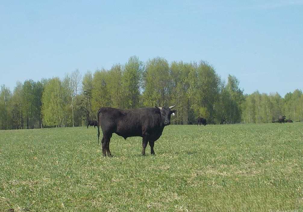 Приказом Минсельхоза порода крупного рогатого скота Вагю внесена в российский перечень видов и пород (типов, кроссов линий) животных, используемых в разведении…