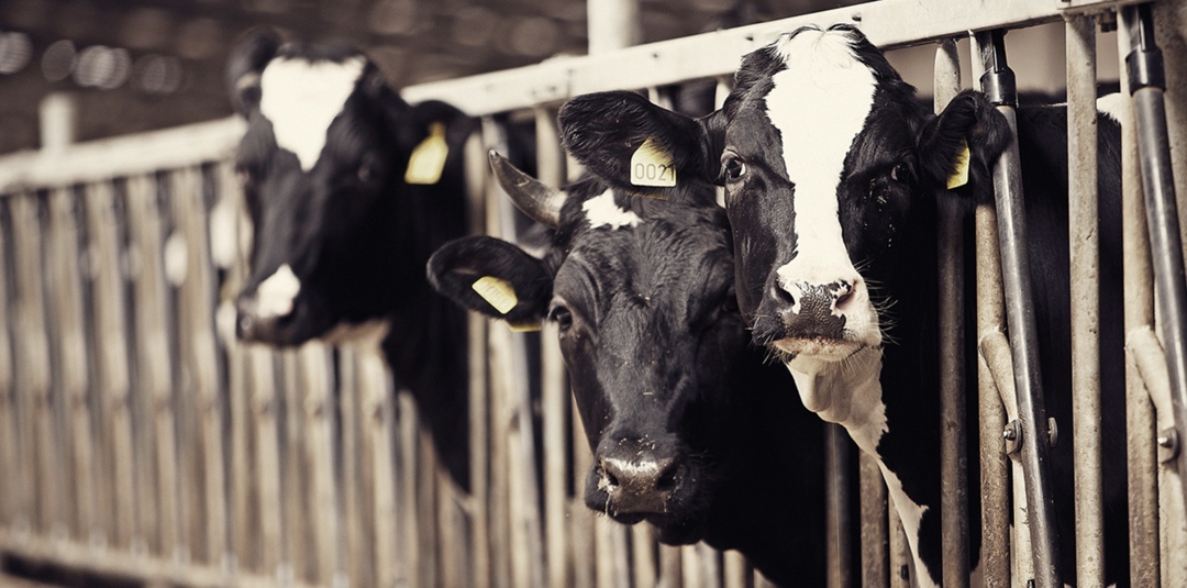 В Крыму построят два животноводческих комплекса: «Базис-агро» вложит 3,1 млрд руб. в ферму на 4,5 тыс. голов крупного рогатого скота, Крымская молочная…