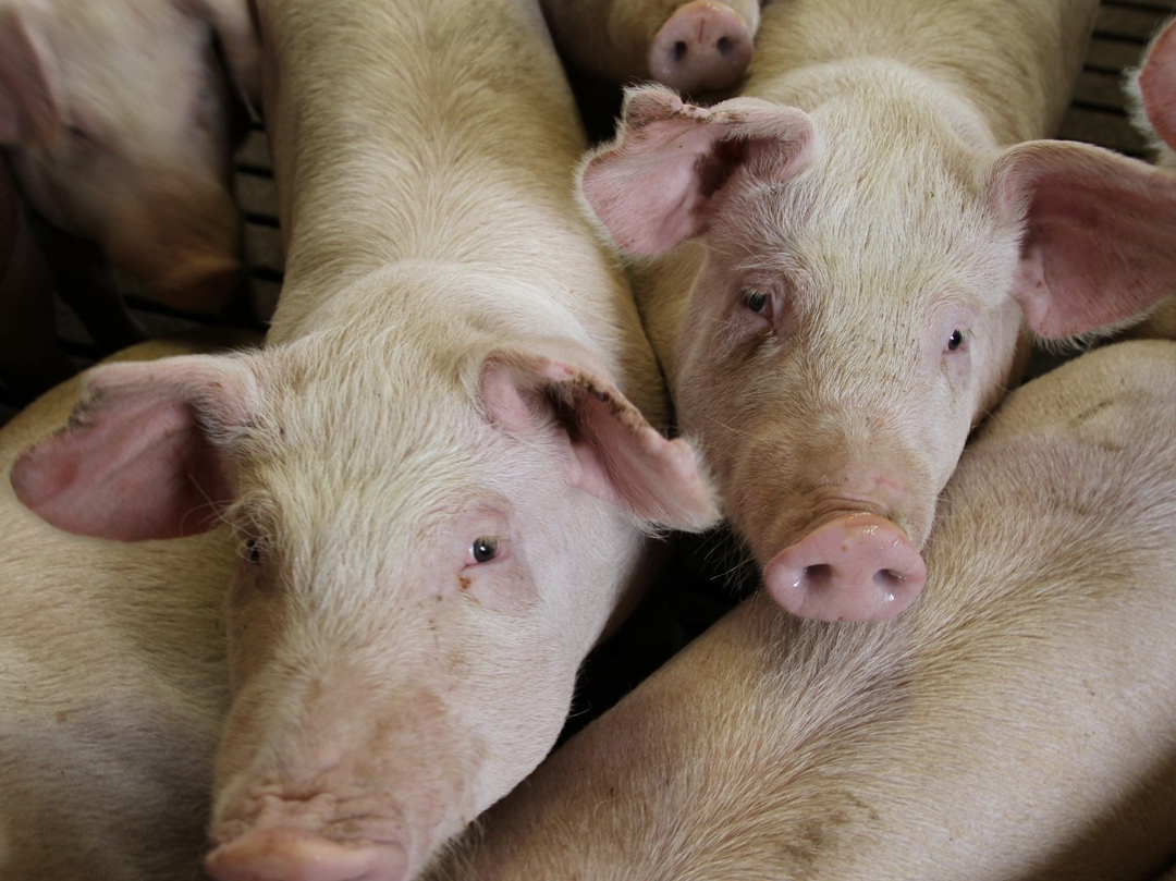 Белгородская компания «Мясофорния» планирует создать в двух районах Ленинградской области кластер по выращиванию свиней и производству мясной продукции…