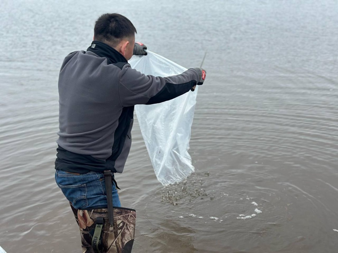 АЛРОСА продолжает сезон зарыбления рек Якутии. Эстафету подхватила компания "Алмазы Анабара", выпустив в реку Анабар почти полтора миллиона личинок чира.