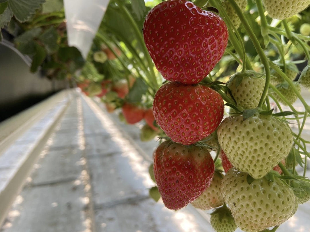 Компания «Ставропольские ягоды» создает в Кочубеевском муниципальном округе Ставропольского края мультиягодный кластер на площади свыше 100 га, сообщил ТАСС и.…