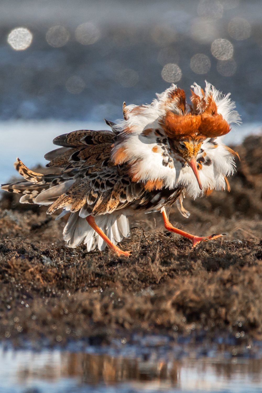 Каких сюрпризов ждать от птиц? Вот, например, в мае австралийский стартап Gilmour Space Technologies отменил запуск ракеты из-за неисправности электропроводки
