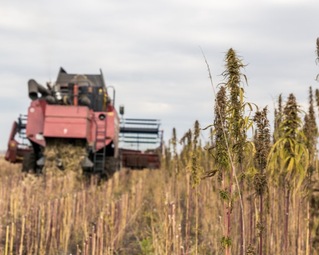 В Татарстане планируют запустить производство оборудования для переработки технической конопли и льна в волокно, пишет «РБК Татарстан» со ссылкой на директора…