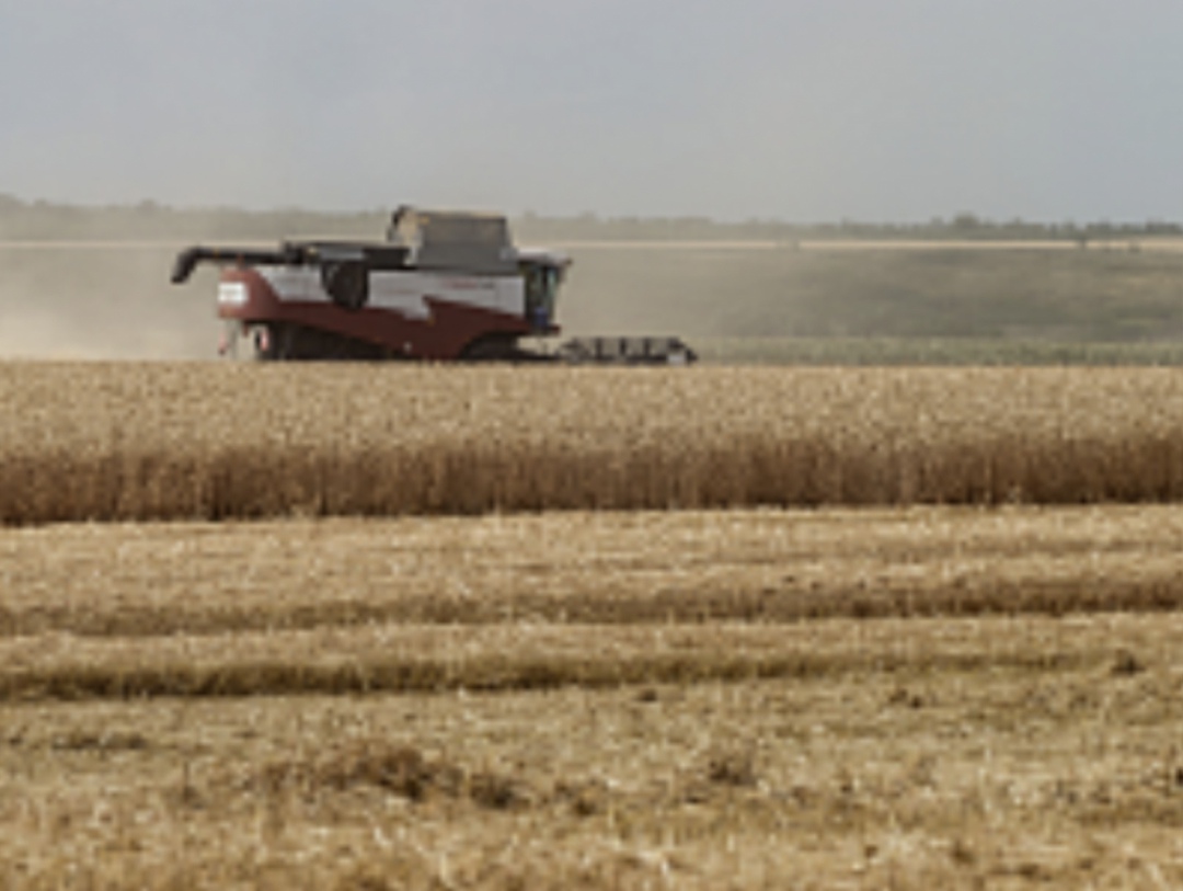 Минсельхоз подтвердил прогноз урожая зерна в этом году на уровне 135 млн т, в том числе валовой сбор пшеницы может составить 90 млн т, сказала глава ведомства…