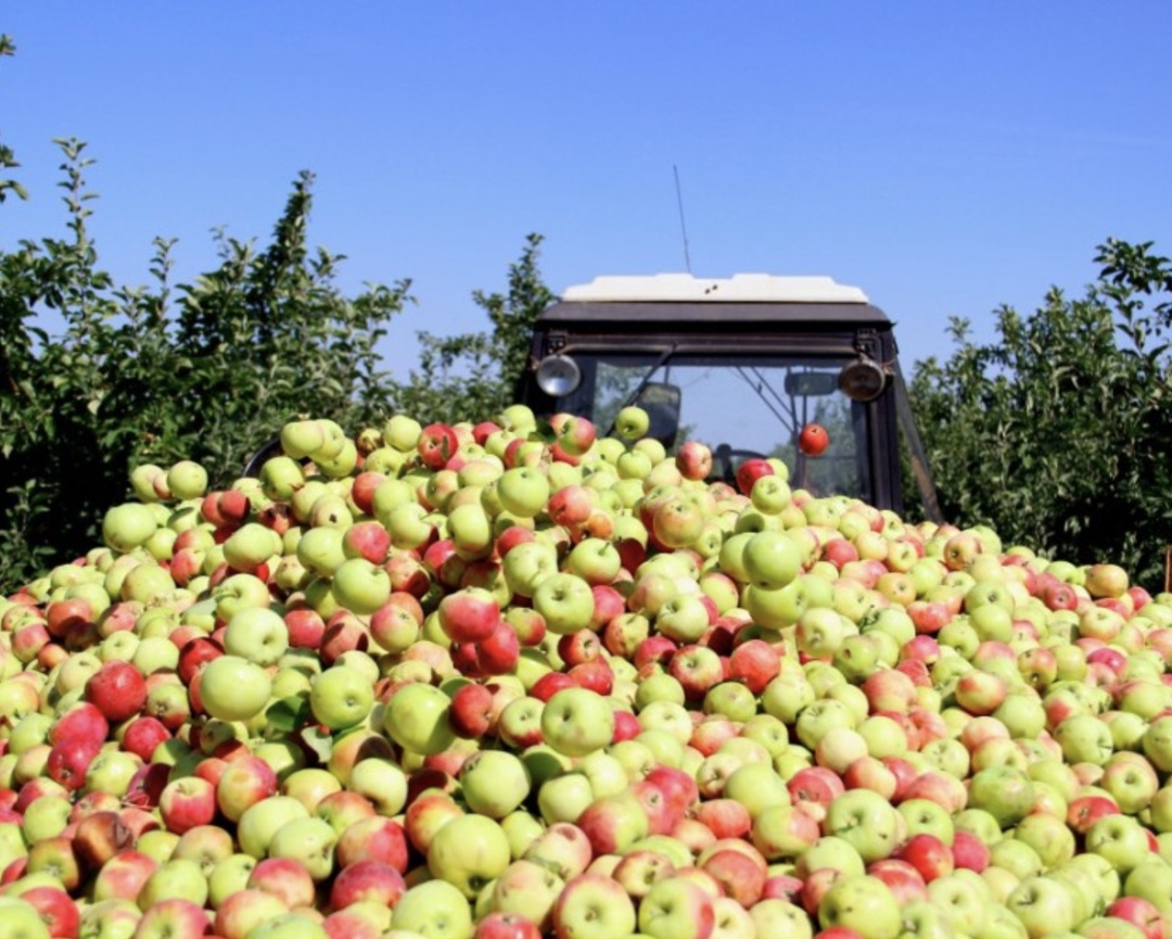 Из-за весенних заморозков в этом году потенциальный недобор урожая плодов и ягод составит около 100 тыс. т, сказала в интервью «Известиям» министр сельского…
