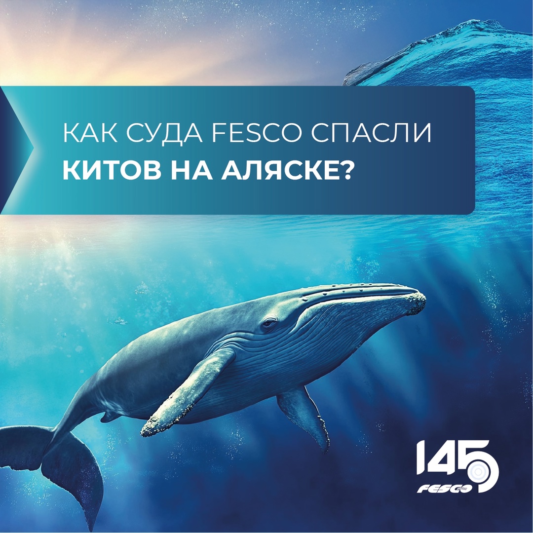 Спасение китов: событие, которое никого не оставило равнодушным