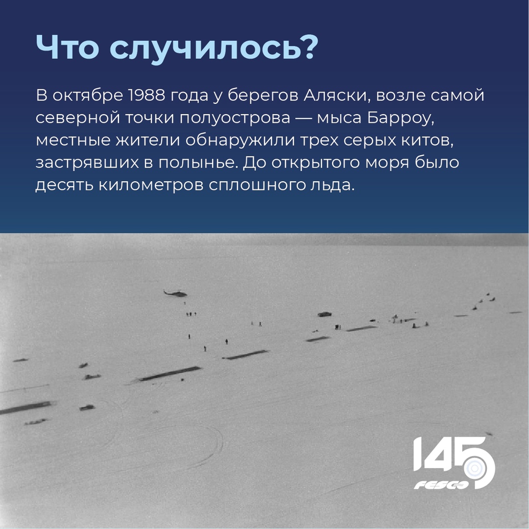 Спасение китов: событие, которое никого не оставило равнодушным
