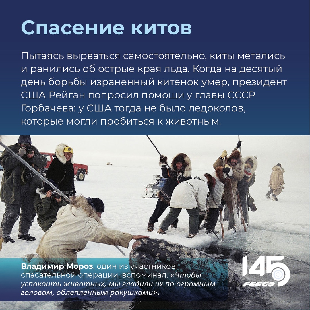 Спасение китов: событие, которое никого не оставило равнодушным