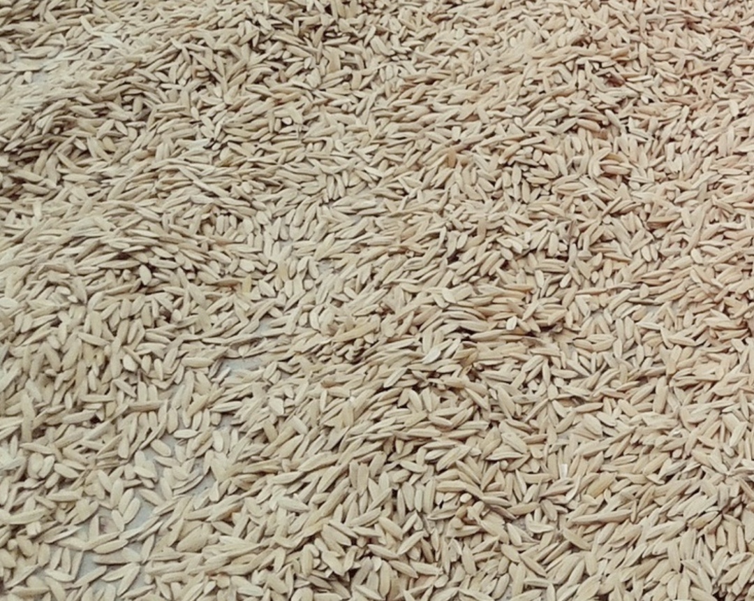 Правительство продлило ограничение на вывоз риса-сырца из страны