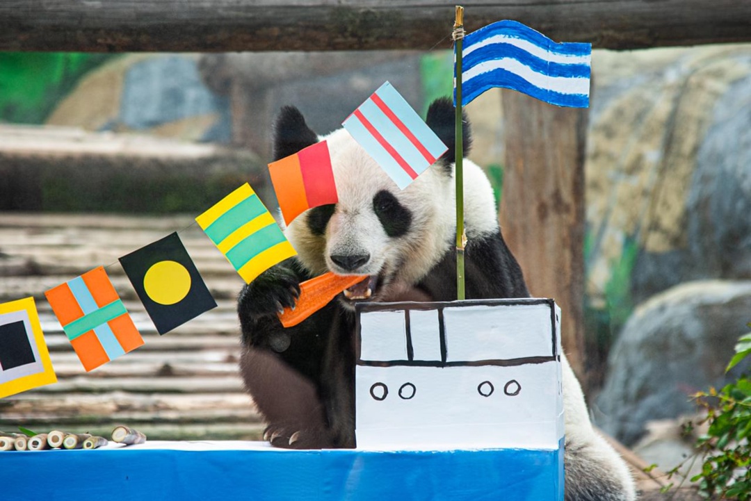 Вот теперь официально: стали настоящим большим другом семейства больших панд!