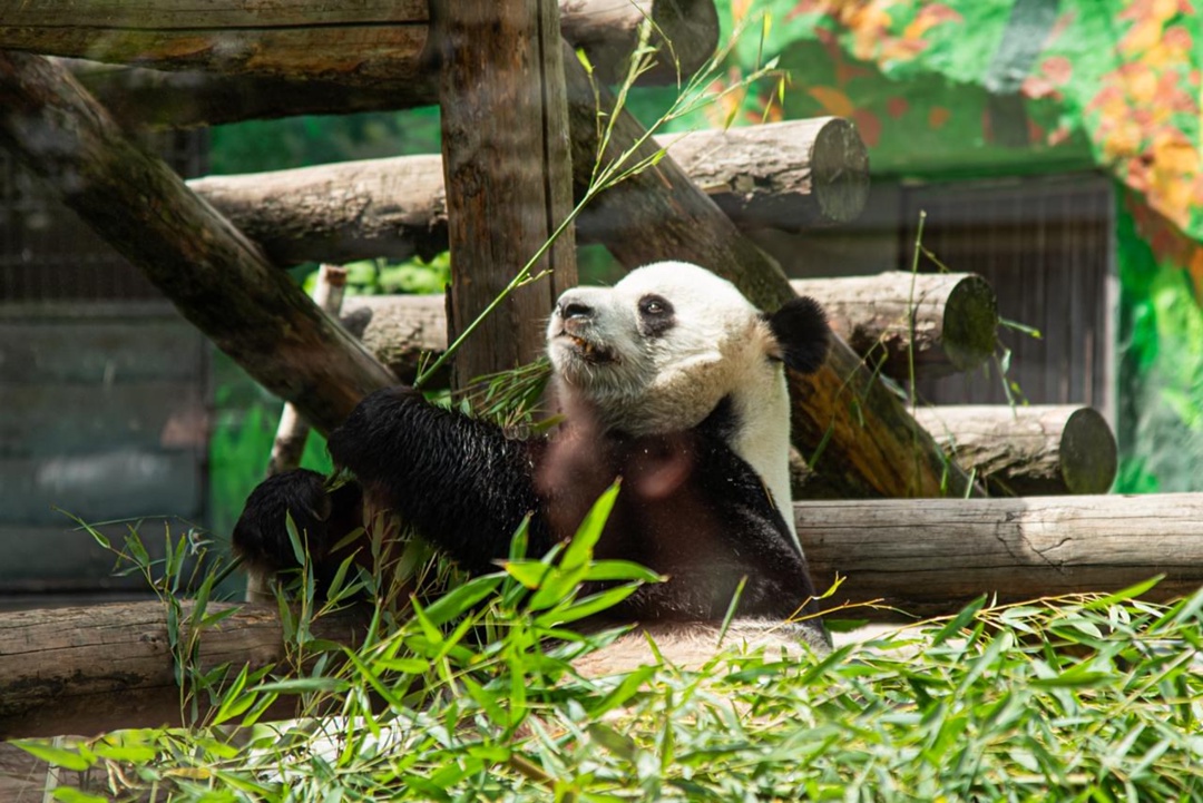 Вот теперь официально: стали настоящим большим другом семейства больших панд!