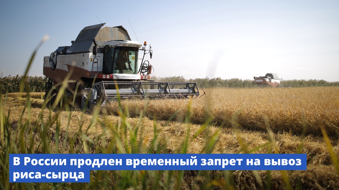 В России продлен временный запрет на вывоз риса-сырца