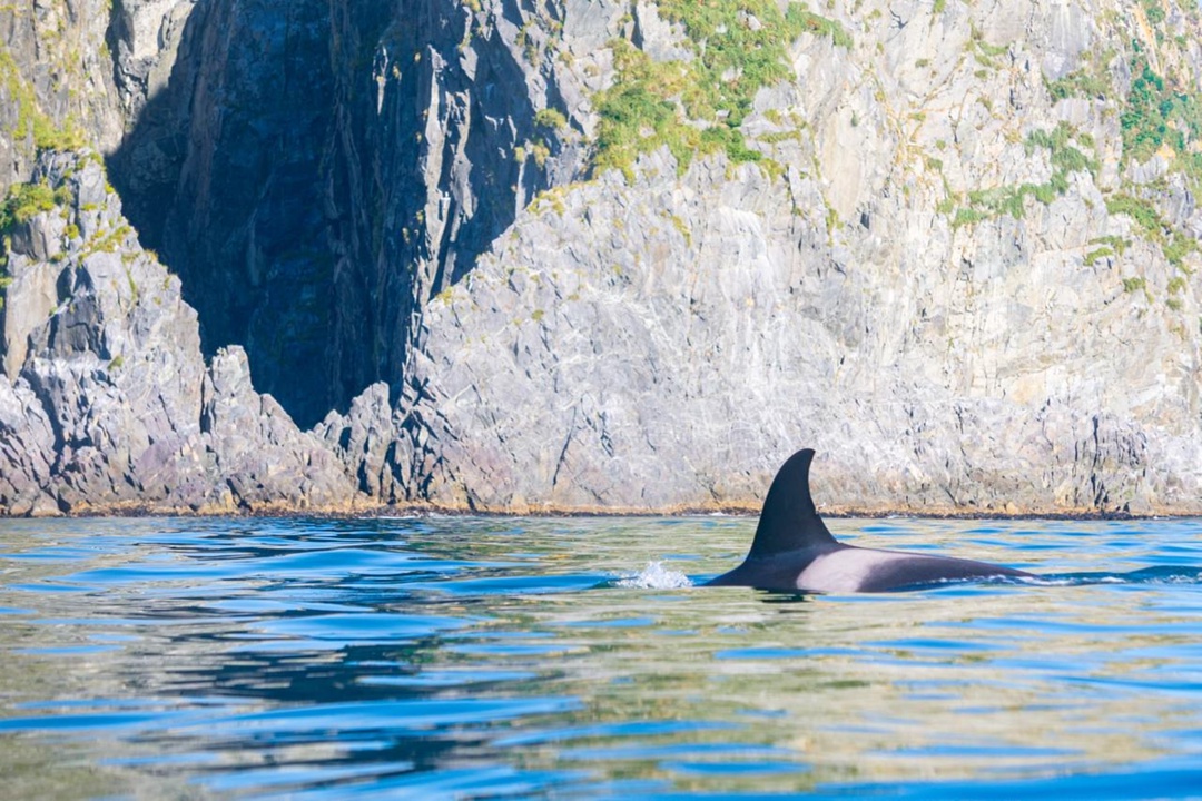 Главный гидрогеолог АЛРОСА Альберт Ильков в прошлом году провел летний сезон на Баренцевом море и на Камчатке в Тихом океане. И провел он это лето на каяке.
