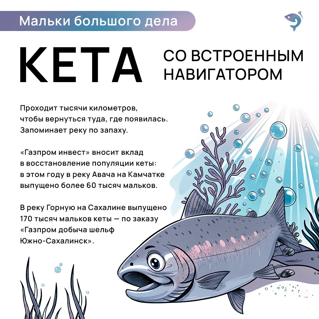 Ежегодно мы выпускаем миллионы мальков в свободное плаванье. Лосось, кета, щука, сиг и многие другие виды — у каждого своя роль в природе.