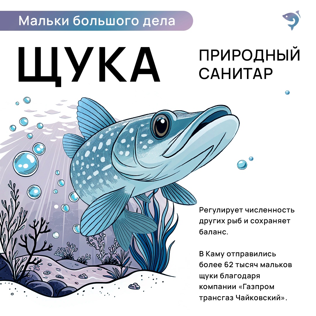 Ежегодно мы выпускаем миллионы мальков в свободное плаванье. Лосось, кета, щука, сиг и многие другие виды — у каждого своя роль в природе.