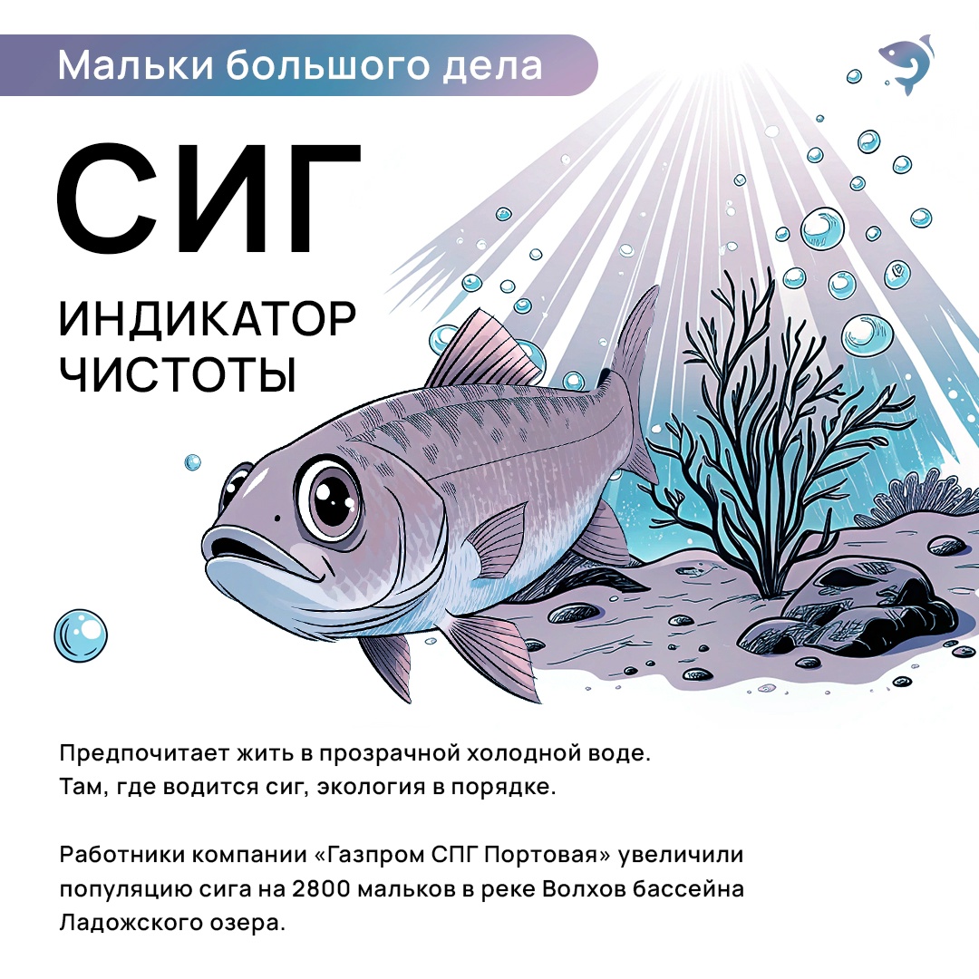 Ежегодно мы выпускаем миллионы мальков в свободное плаванье. Лосось, кета, щука, сиг и многие другие виды — у каждого своя роль в природе.