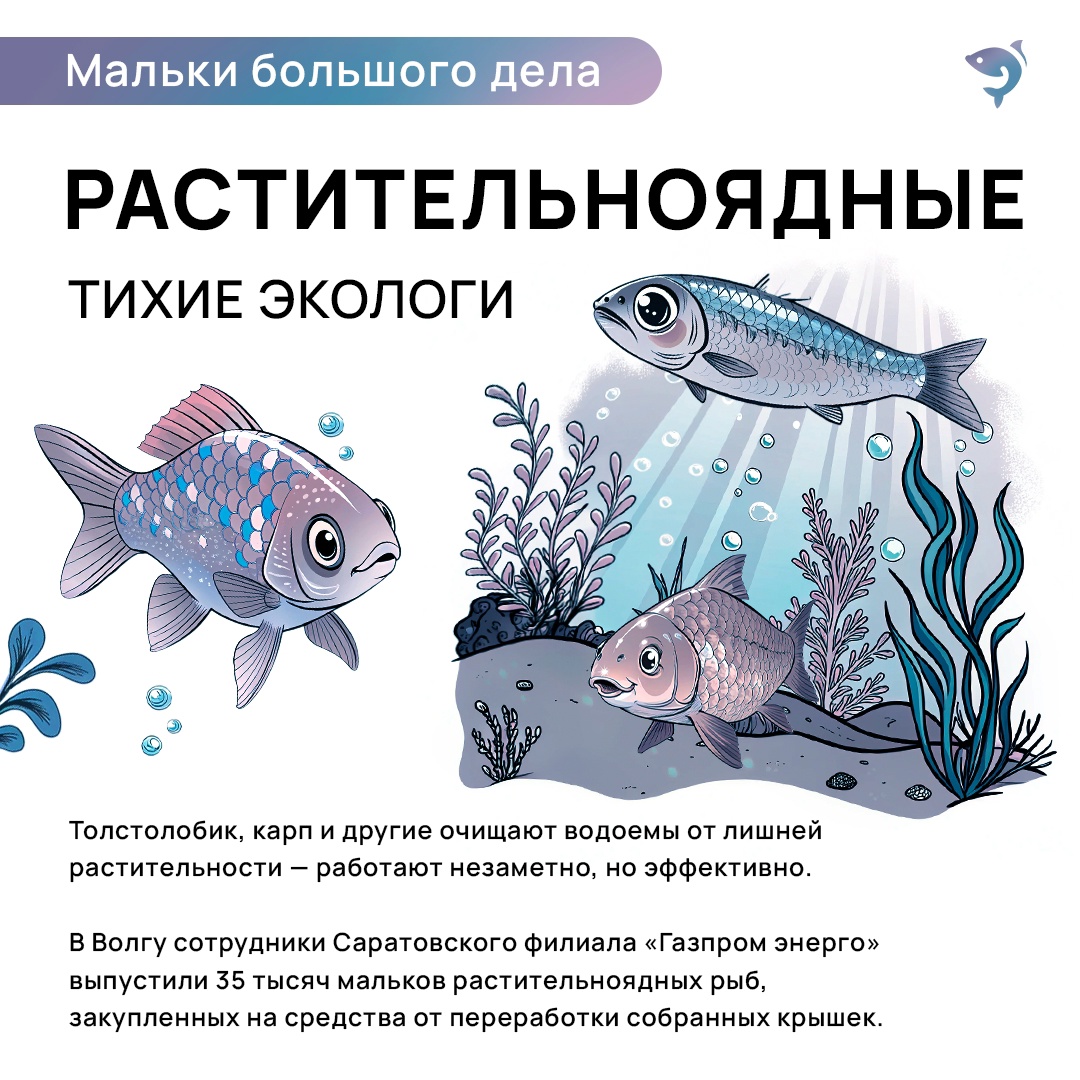 Ежегодно мы выпускаем миллионы мальков в свободное плаванье. Лосось, кета, щука, сиг и многие другие виды — у каждого своя роль в природе.