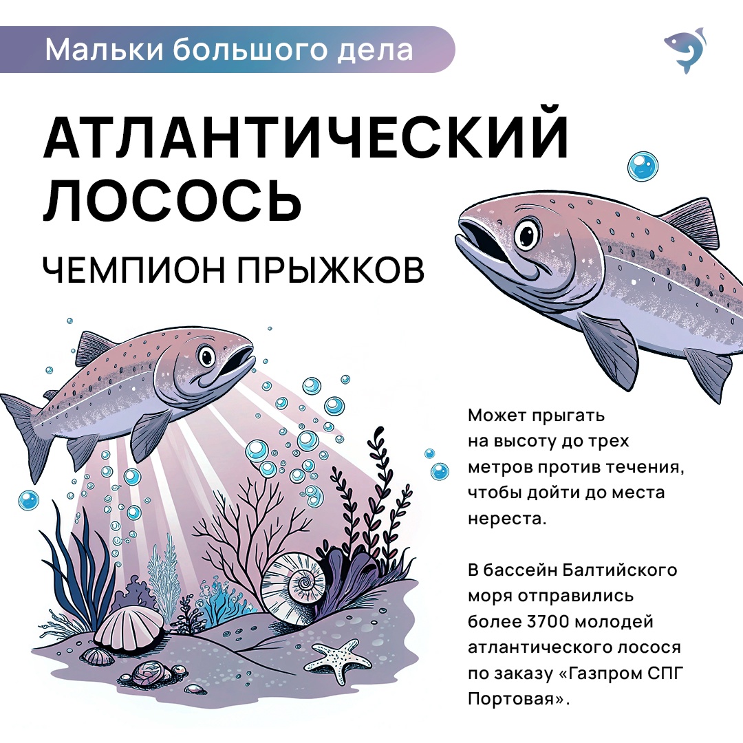 Ежегодно мы выпускаем миллионы мальков в свободное плаванье. Лосось, кета, щука, сиг и многие другие виды — у каждого своя роль в природе.