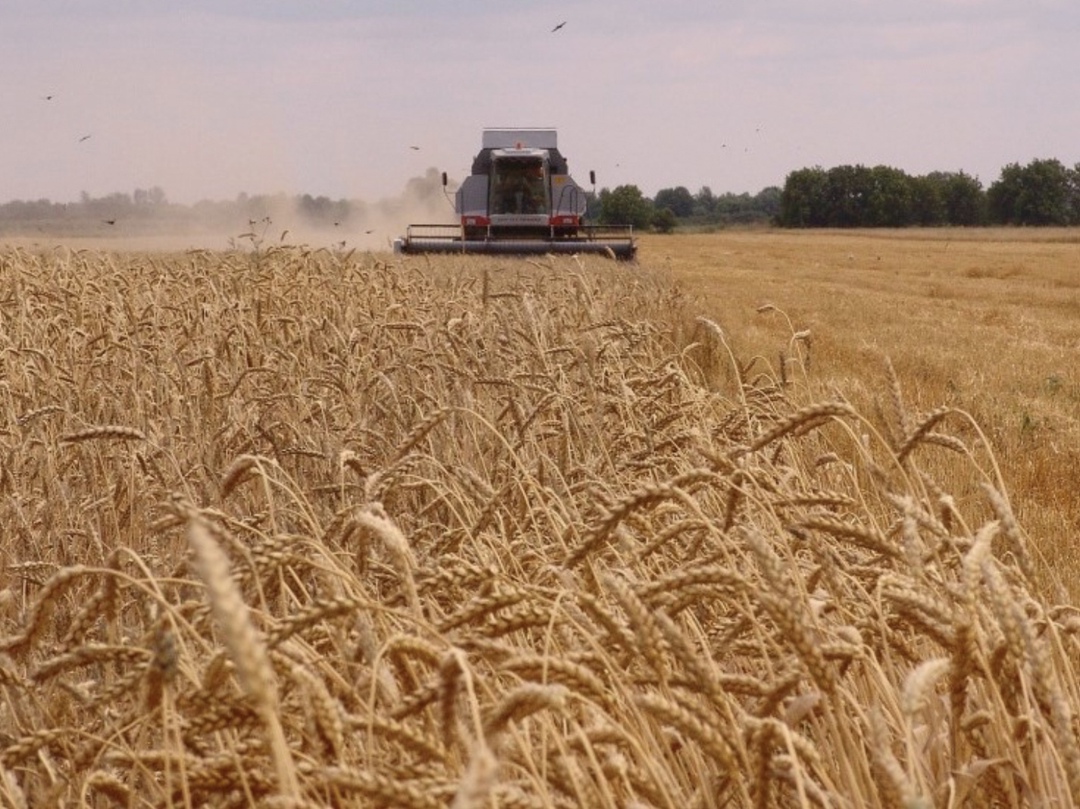 Институт конъюнктуры аграрного рынка (ИКАР) по итогам кроп-тура по Югу повысил базовый прогноз урожая пшеницы с 83,8 млн т до 84,5 млн т. Об этом гендиректор…