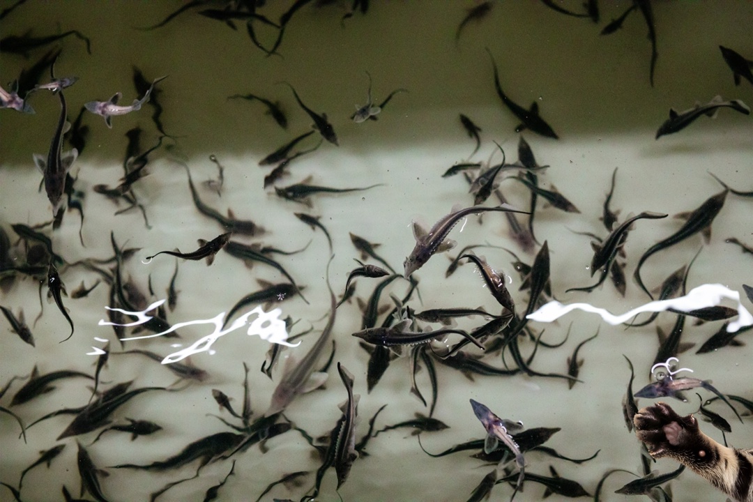 Как связано строительство трасс и ловля рыбы?