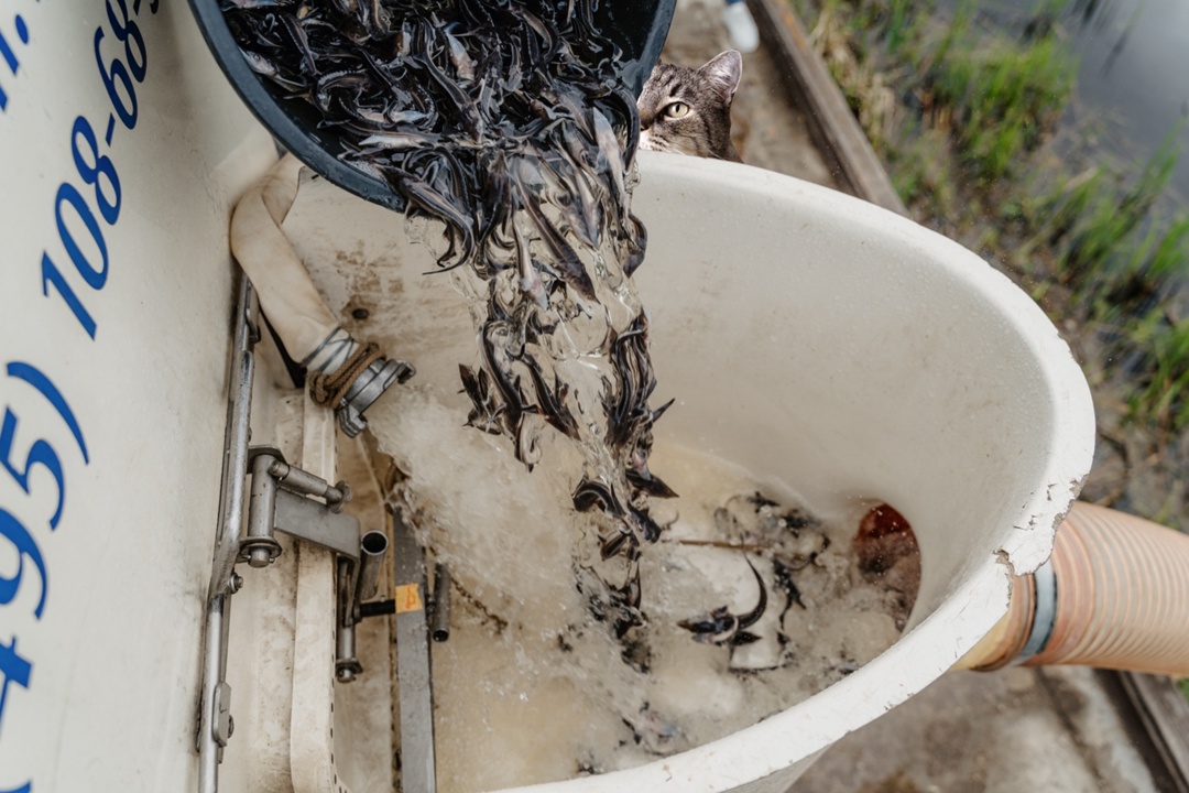 Как связано строительство трасс и ловля рыбы?