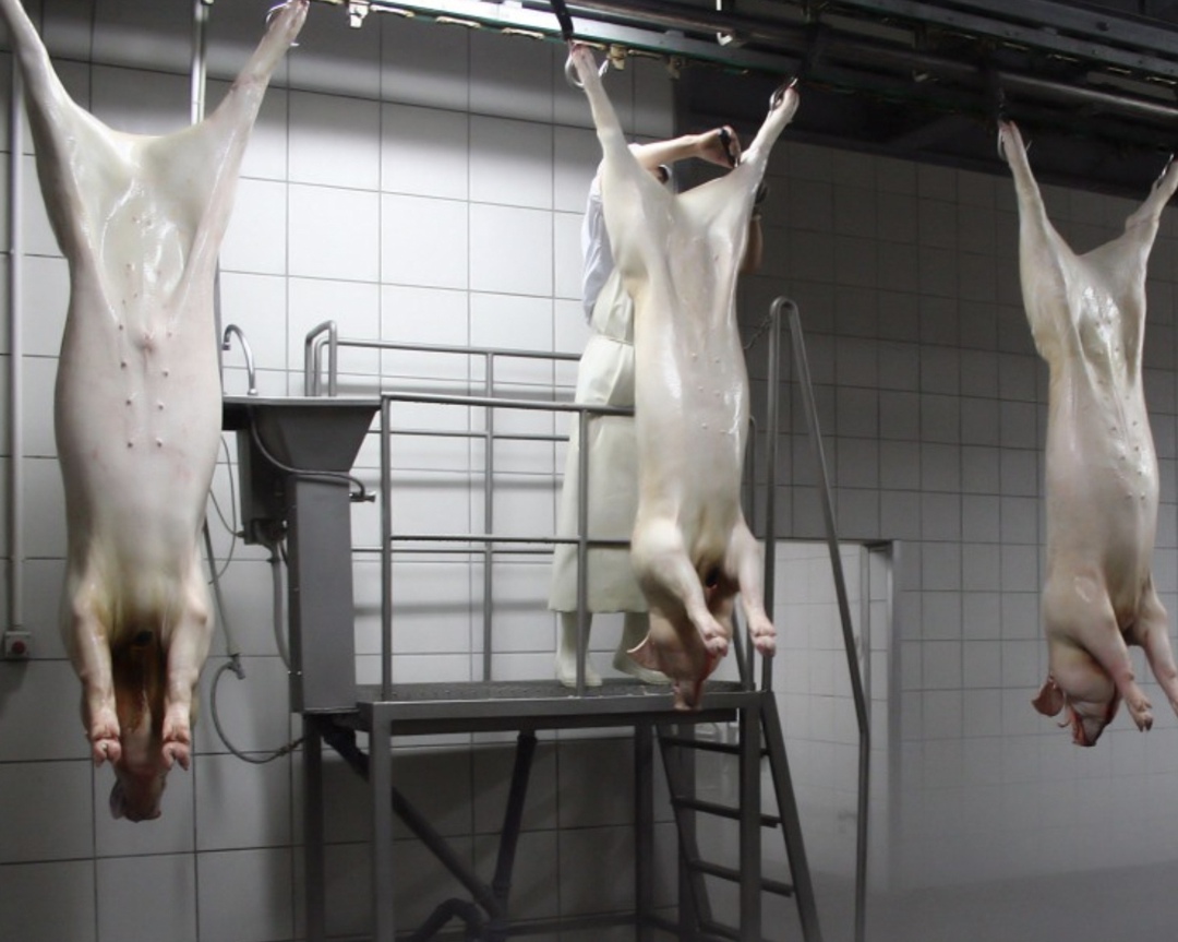 По прогнозу Национального союза свиноводов (НСС), по итогам первого полугодия производство свинины снизится на 1,1%, или 33,7 тыс. т, до примерно 3 млн т в…