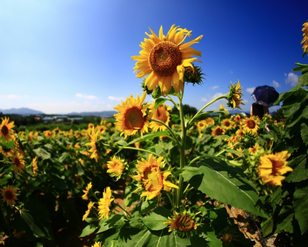 Урожай масличных в этом году может достигнуть 32,3–33,4 млн т без учета новых регионов, сообщил гендиректор Института конъюнктуры аграрного рынка (ИКАР)…